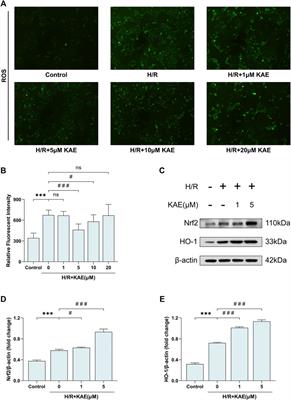 Kaempferol From Penthorum chinense Pursh Attenuates Hepatic Ischemia/Reperfusion Injury by Suppressing Oxidative Stress and Inflammation Through Activation of the Nrf2/HO-1 Signaling Pathway